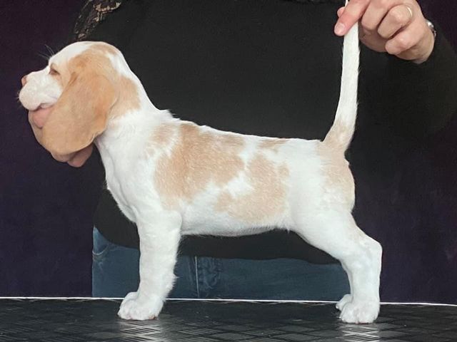 Erben Korwins The Question - D2 Wurf