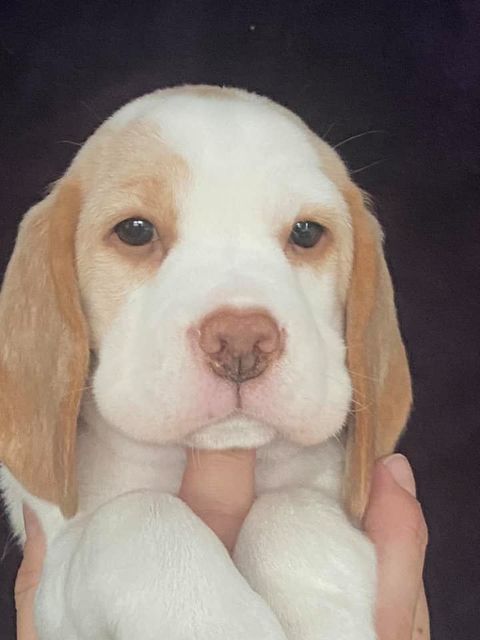 Erben Korwins The Question - D2 Wurf