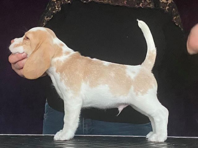 Erben Korwins The Question - D2 Wurf