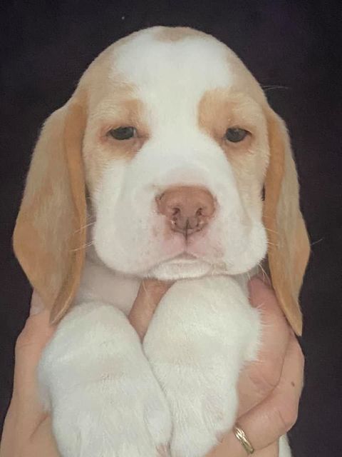 Erben Korwins The Question - D2 Wurf