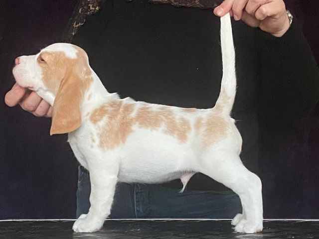 Erben Korwins The Question - D2 Wurf