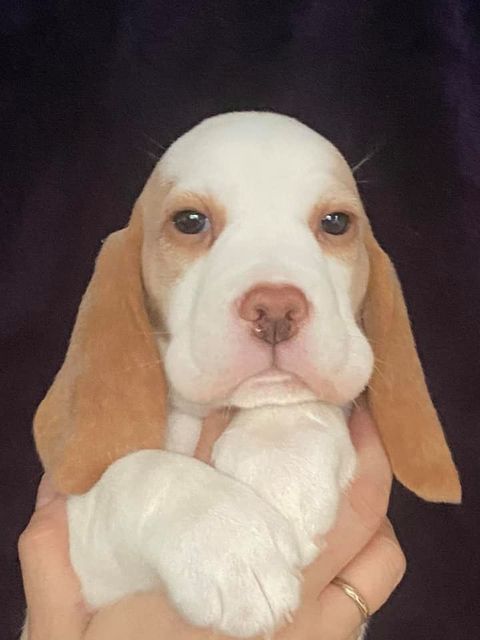 Erben Korwins The Question - D2 Wurf