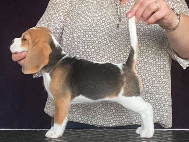 Erben Korwins The Question - D2 Wurf