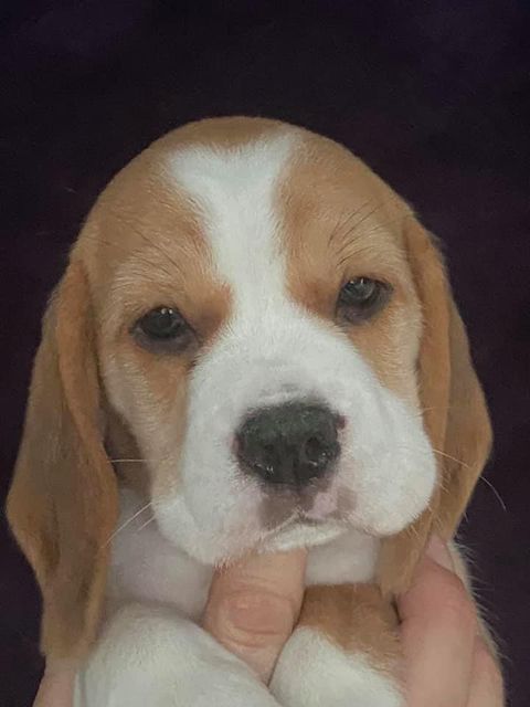 Erben Korwins The Question - D2 Wurf