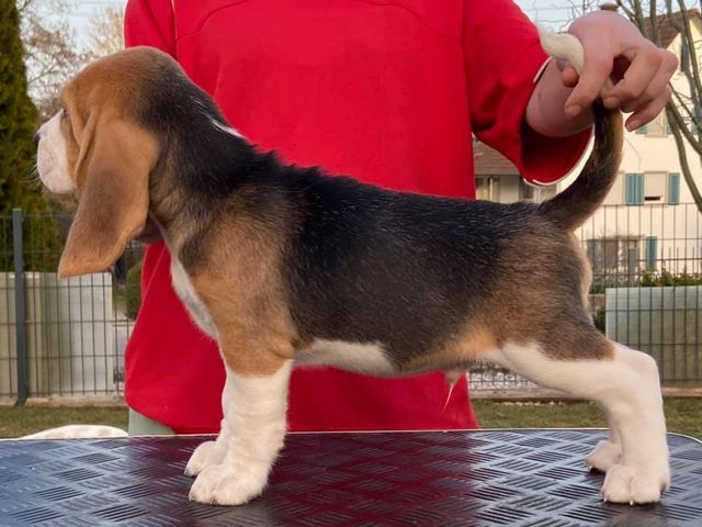 Erben Korwins The Question - D2 Wurf