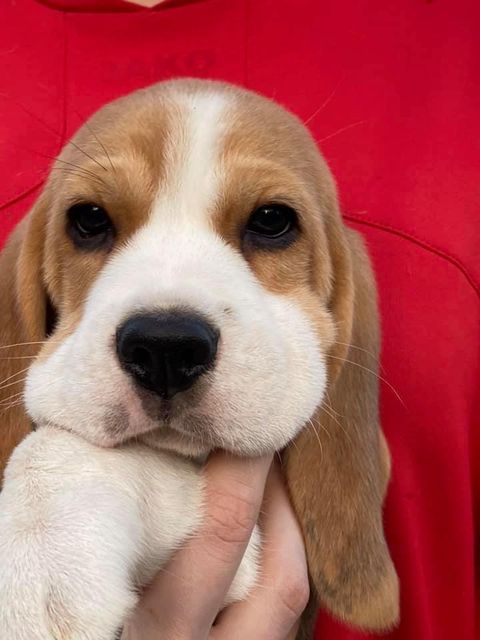 Erben Korwins The Question - D2 Wurf