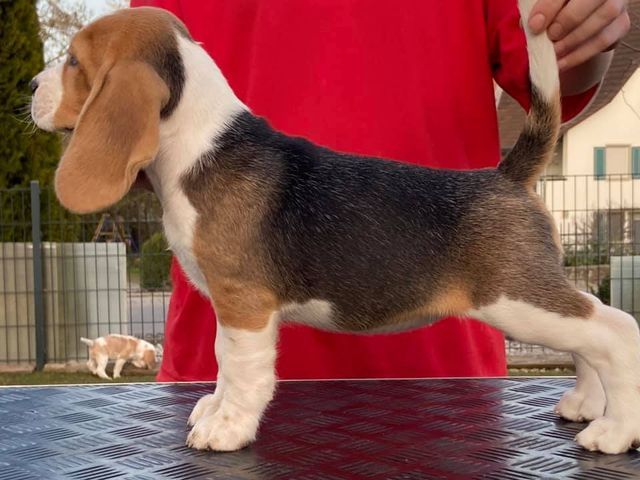 Erben Korwins The Question - D2 Wurf