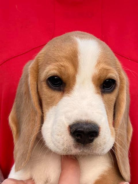 Erben Korwins The Question - D2 Wurf