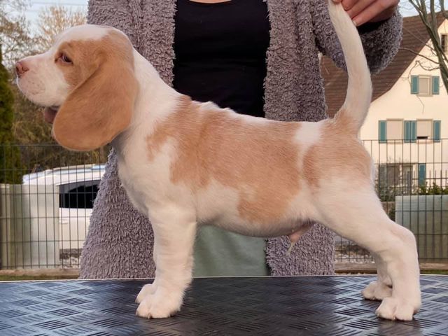 Erben Korwins The Question - D2 Wurf