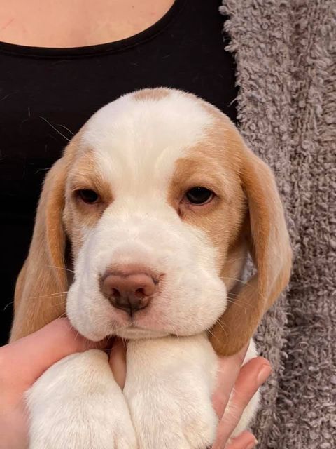 Erben Korwins The Question - D2 Wurf