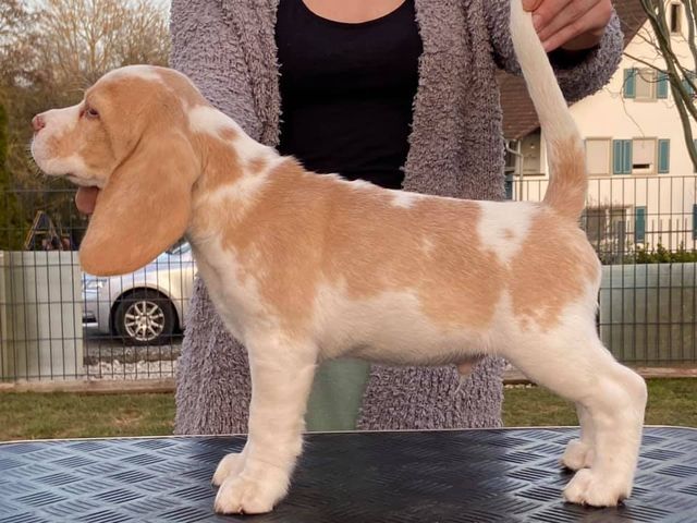 Erben Korwins The Question - D2 Wurf