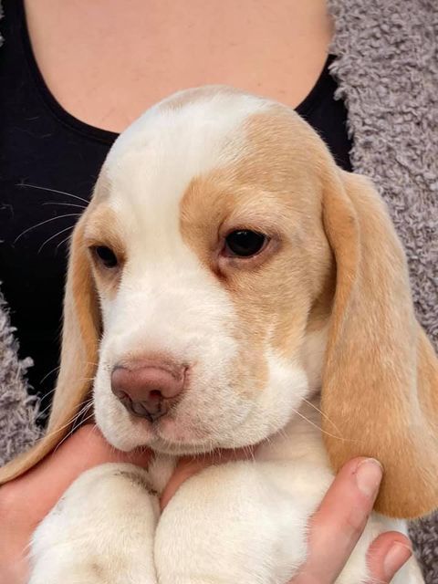 Erben Korwins The Question - D2 Wurf