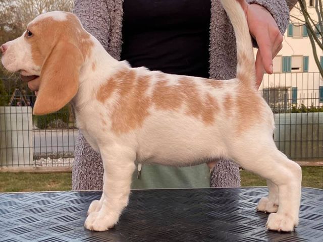 Erben Korwins The Question - D2 Wurf