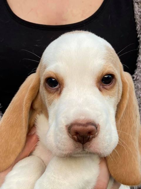 Erben Korwins The Question - D2 Wurf