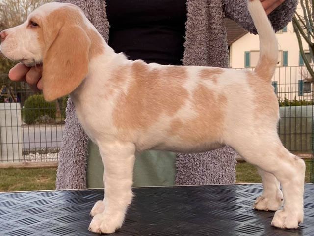 Erben Korwins The Question - D2 Wurf