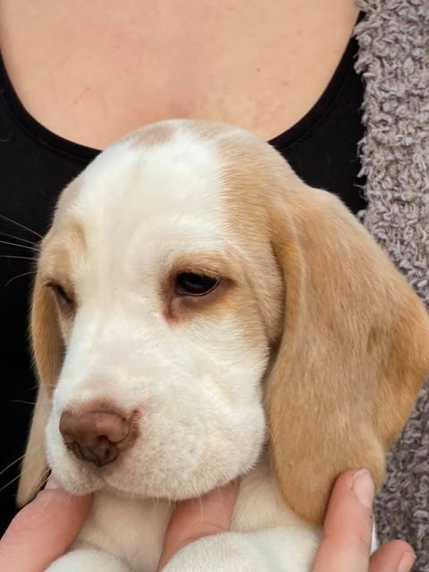 Erben Korwins The Question - D2 Wurf