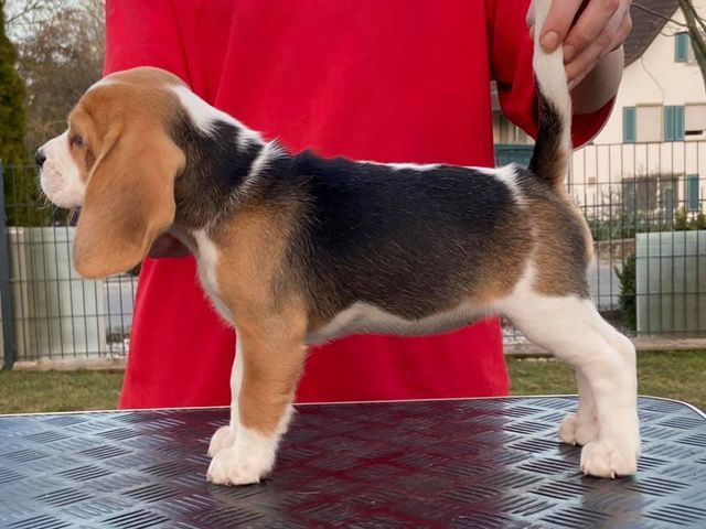 Erben Korwins The Question - D2 Wurf