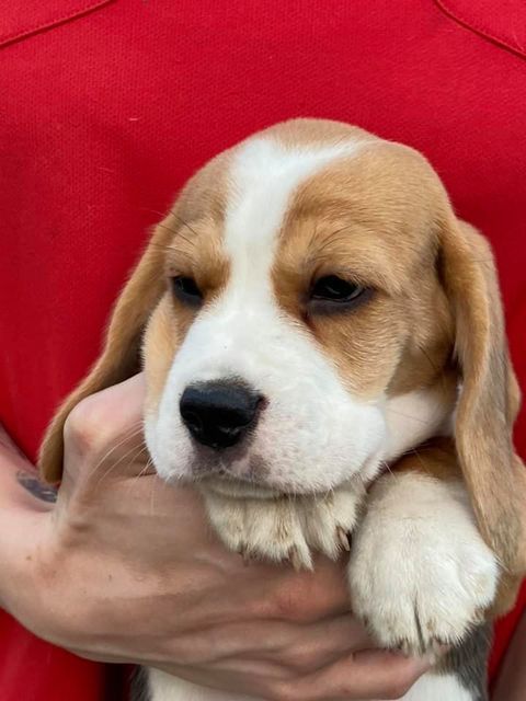 Erben Korwins The Question - D2 Wurf