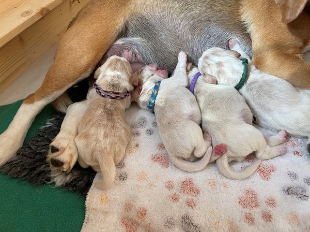 Der F-Wurf mit vier wunderschönen Welpen