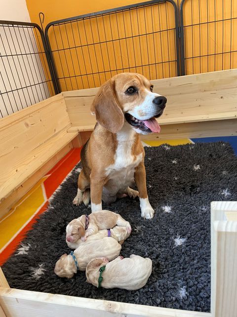 Diana mit dem F-Wurf