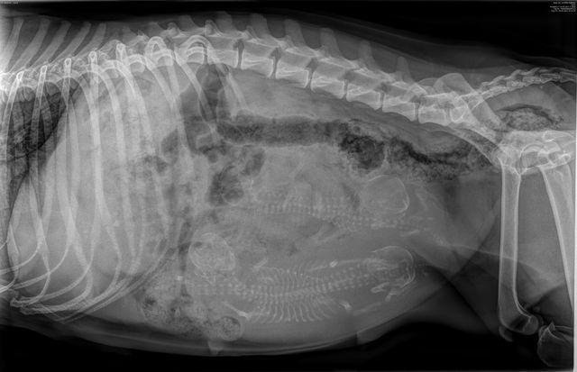Röntgenbild vom F-Wurf