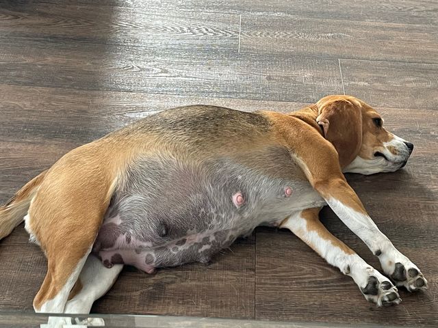 Die trächtige Diana