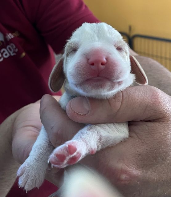 Golden Swissline Fagus Sylvatica - Tag 1