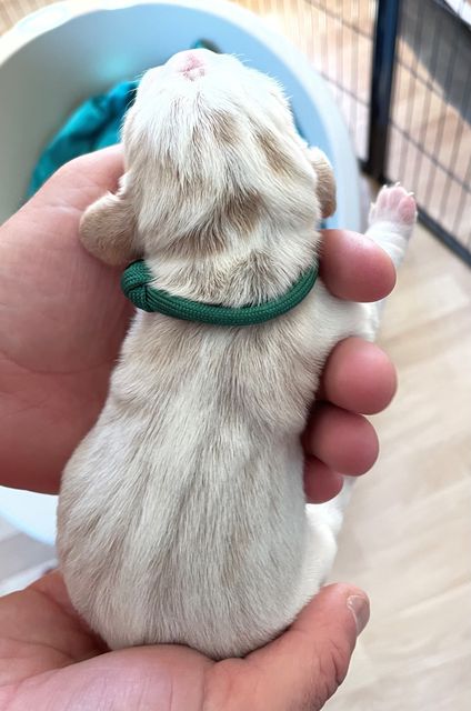 Golden Swissline Fagus Sylvatica - Tag 1