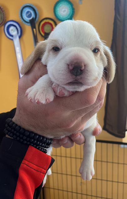 Golden Swissline Fagus Sylvatica - Woche 2