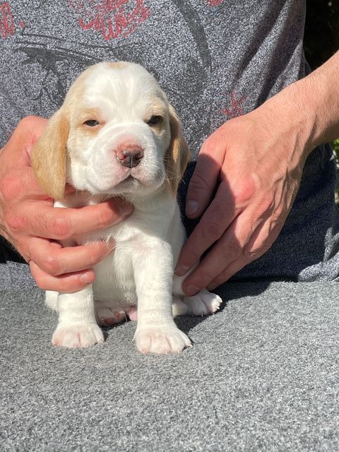 Golden Swissline Fagus Sylvatica - Woche 3