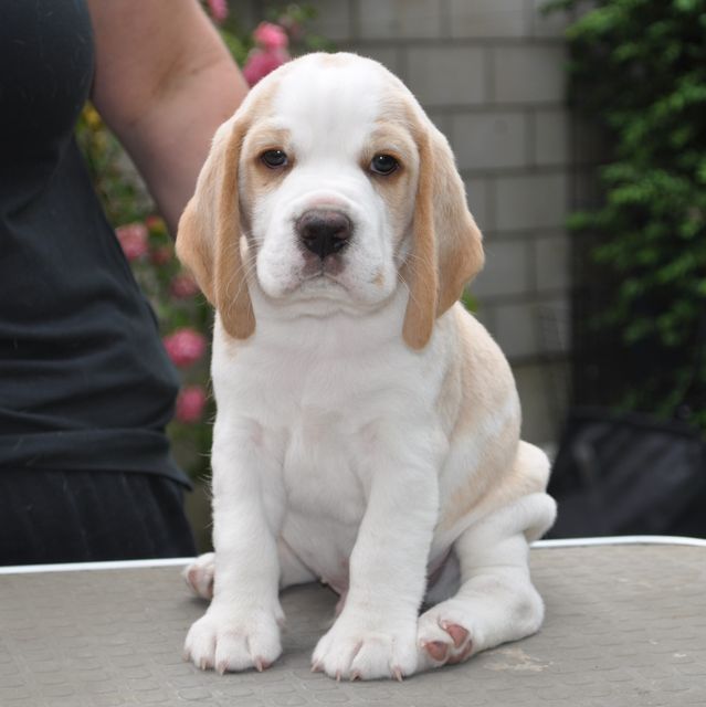 Golden Swissline Fagus Sylvatica - Woche 6