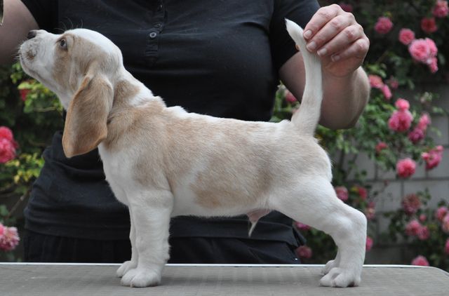 Golden Swissline Fagus Sylvatica - Woche 6