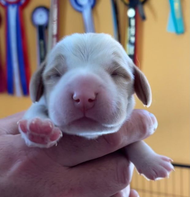 Golden Swissline Fragaria Vesca - Tag 1