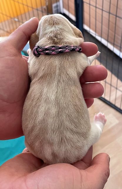 Golden Swissline Fragaria Vesca - Tag 1