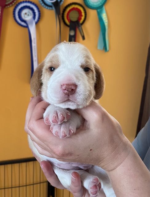 Golden Swissline Fragaria Vesca - Woche 2