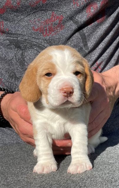 Golden Swissline Fragaria Vesca - Woche 3