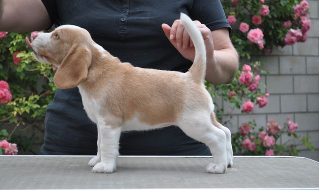 Golden Swissline Fragaria Vesca - Woche 6