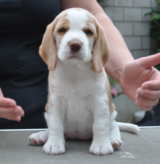 Golden Swissline Fragaria Vesca - Woche 6