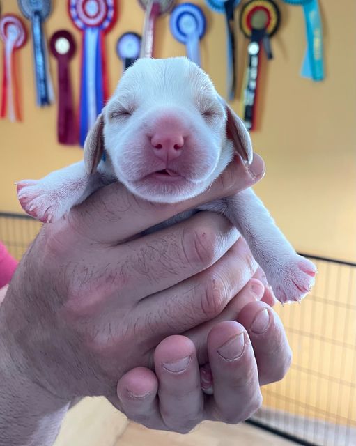 Golden Swissline Fraxinus Excelsior - Tag 1