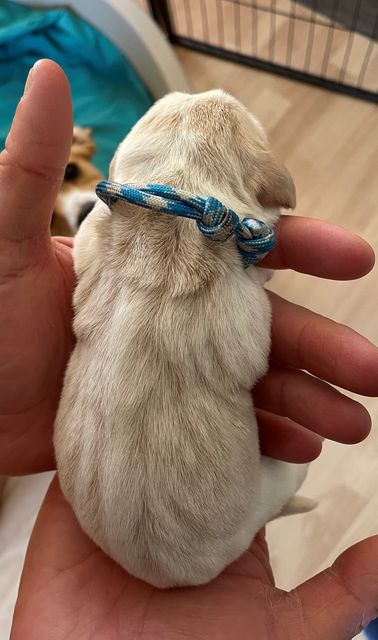 Golden Swissline Fraxinus Excelsior - Tag 1