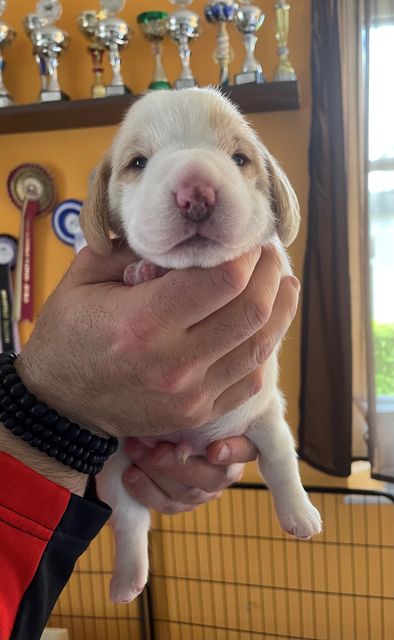 Golden Swissline Fraxinus Excelsior - Woche 2