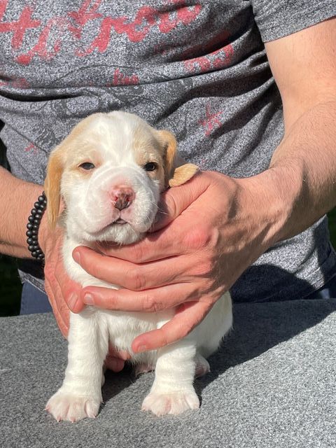 Golden Swissline Fraxinus Excelsior - Woche 3