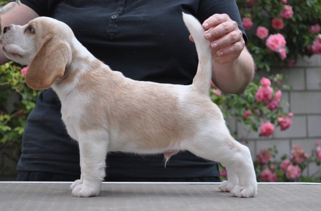 Golden Swissline Fraxinus Excelsior - Woche 6