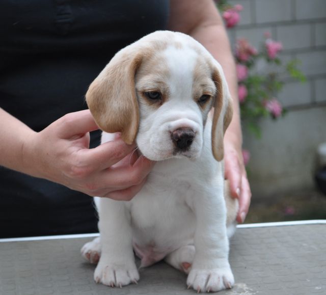 Golden Swissline Fraxinus Excelsior - Woche 6