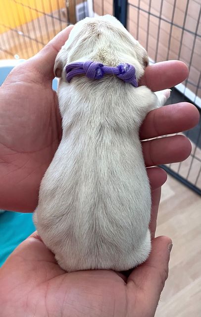 Golden Swissline Fritillaria Imperialis - Tag 1