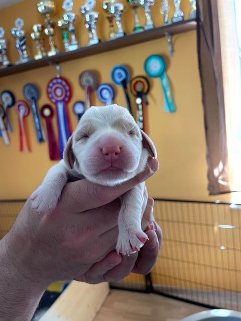 Golden Swissline Fritillaria Imperialis - Tag 1