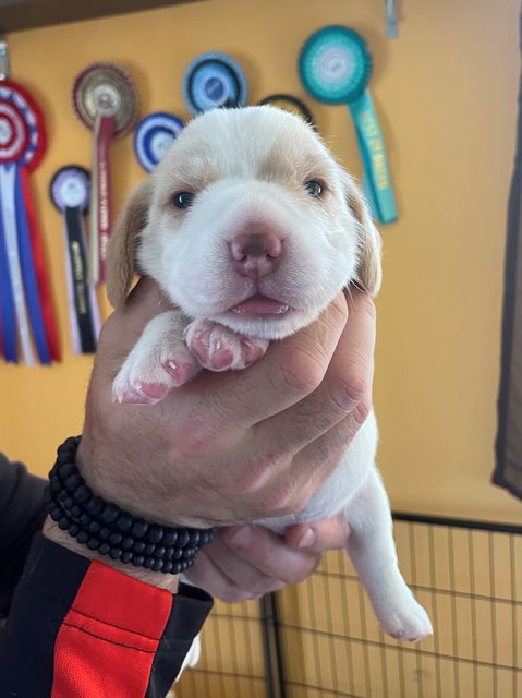 Golden Swissline Fritillaria Imperialis - Woche 2