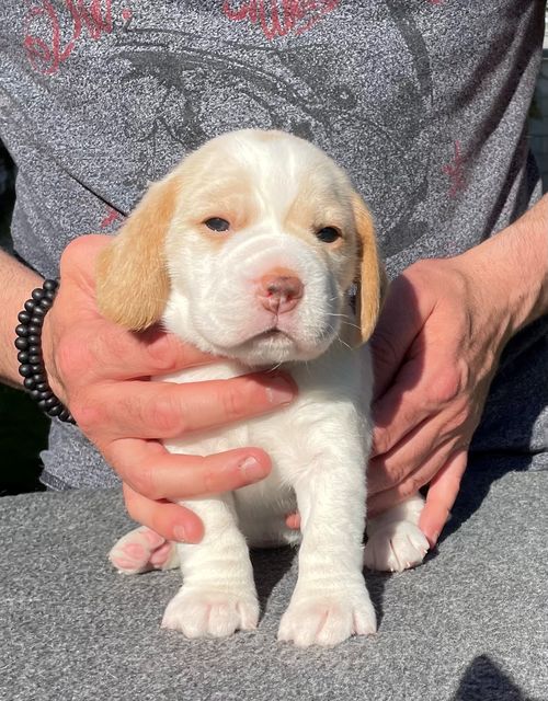 Golden Swissline Fritillaria Imperialis - Woche 3