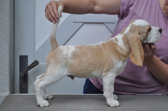Fagus Sylvatica "Franz"