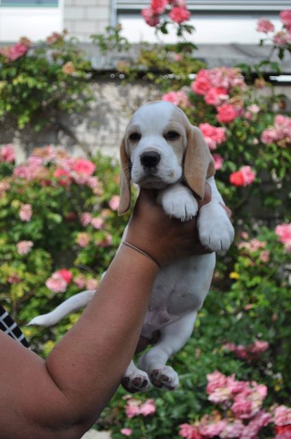 Fagus Sylvatica "Franz"